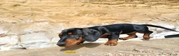 Miniature Dachshund dogs for stud: KC Chocolate dapple boy for stud very gentle. in Skegness - Advert 9