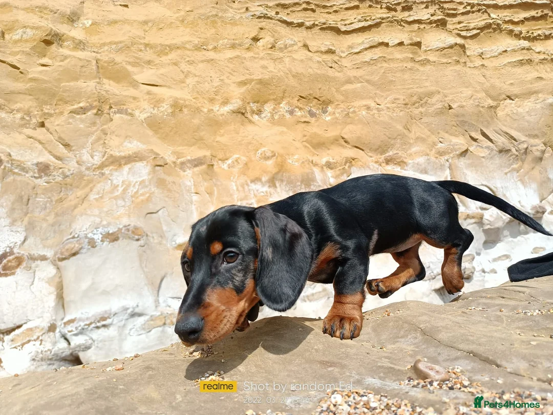 Miniature Dachshund dogs for stud: KC Chocolate dapple boy for stud very gentle. in Skegness - Advert 9