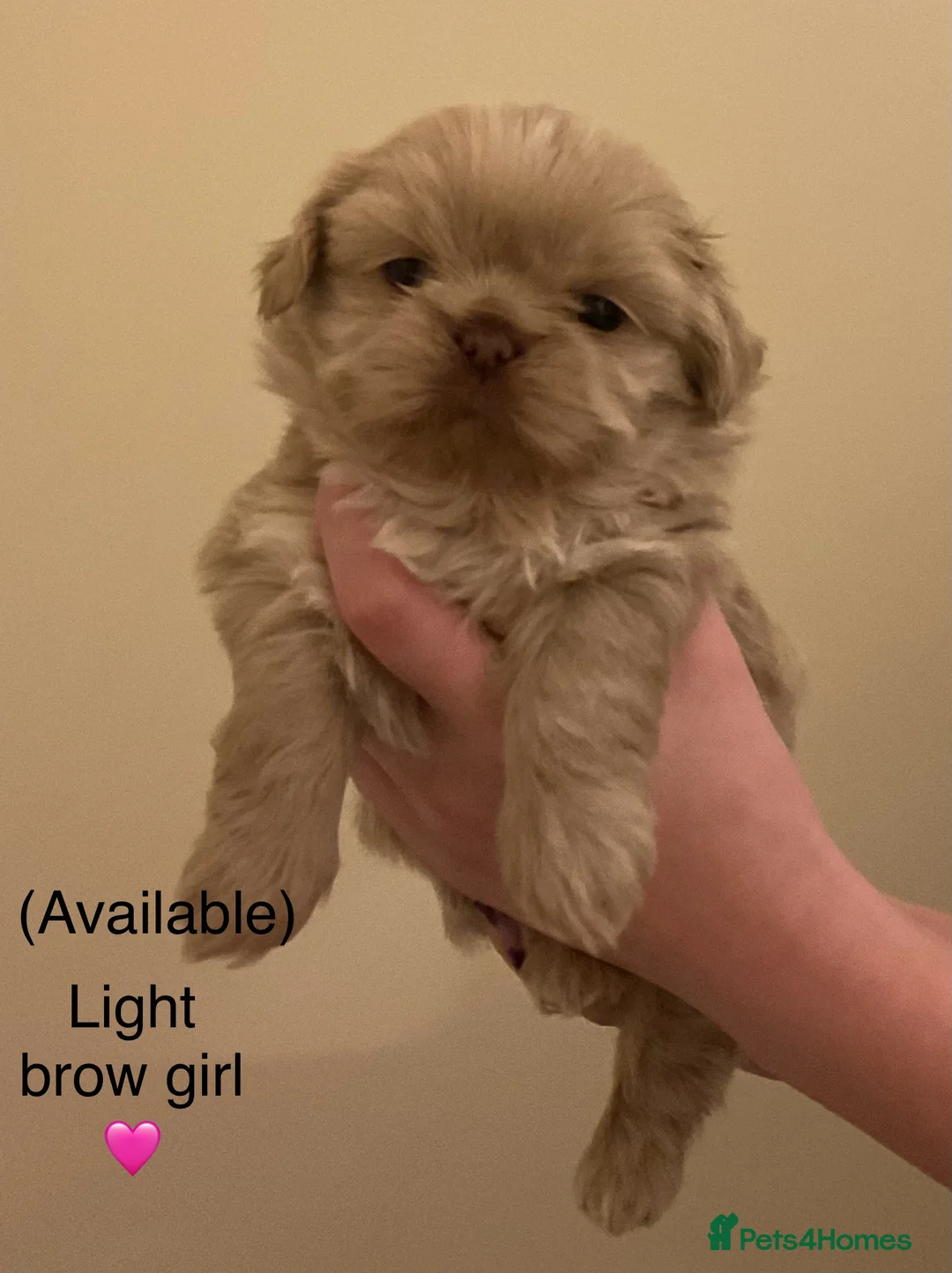 Shih Tzu dogs for sale: Beautiful Shih Tzu pups for sale 💖 - Advert 2