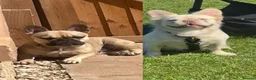 French Bulldog dogs for sale: Quality French bulldogs - Advert 11