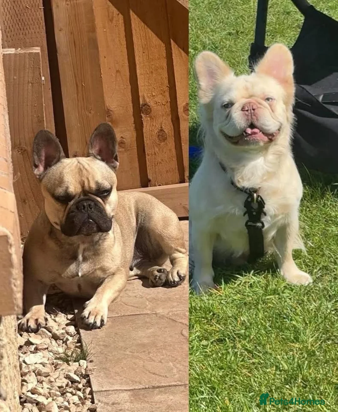 French Bulldog dogs for sale: Quality French bulldogs - Advert 11