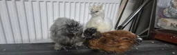 Chickens poultry for sale: 3 Pure‑bred Silkie Bantam Chickens|Collection only - Advert 7