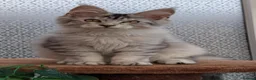Maine Coon cats for sale: Stunning Maine coon kittens  - Advert 22