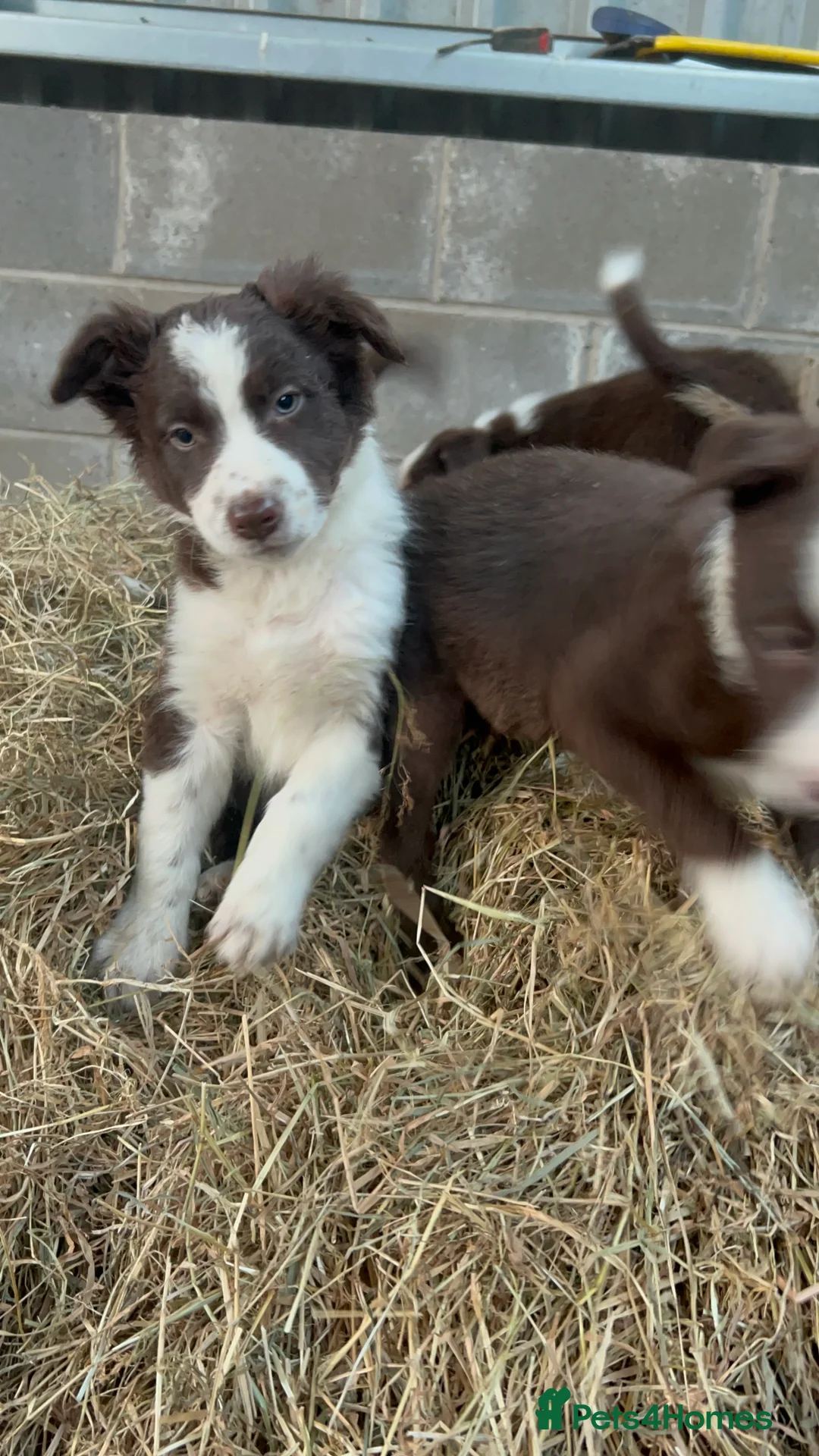Border Collie dogs for sale: Border collie pups in Beith - Advert 3
