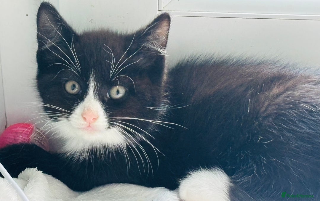 Domestic Shorthair cats for adoption: -Adopt from Cats in Crisis East London  - Image 17