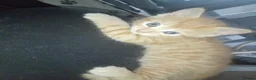 Domestic Shorthair cats for sale: Ginger baby kittens in Stoke-on-Trent - Advert 9