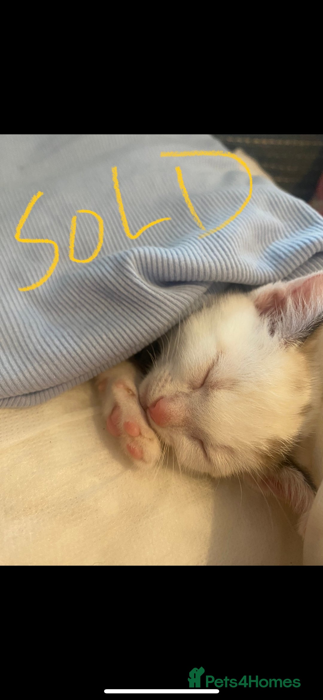Mixed Breed cats for sale: Ready to meet the new fam! Microchipped & insured  - Image 7