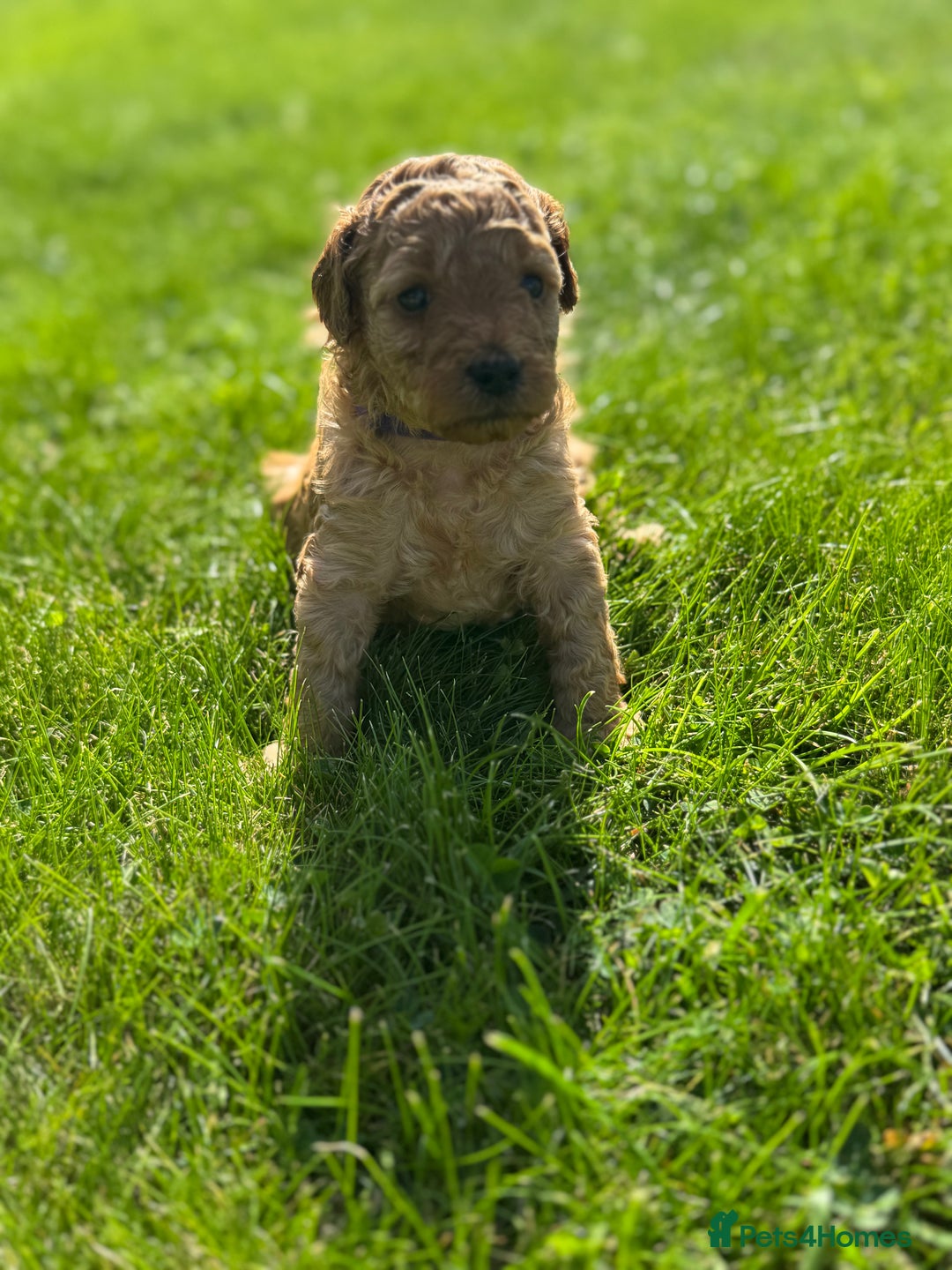 Miniature Poodle dogs for sale: KC registered Miniature Red poodles for Sale - Image 26