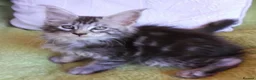 Maine Coon cats for sale: HCM/PKDef/SMA clear TICA silvers poly/non poly  - Advert 6