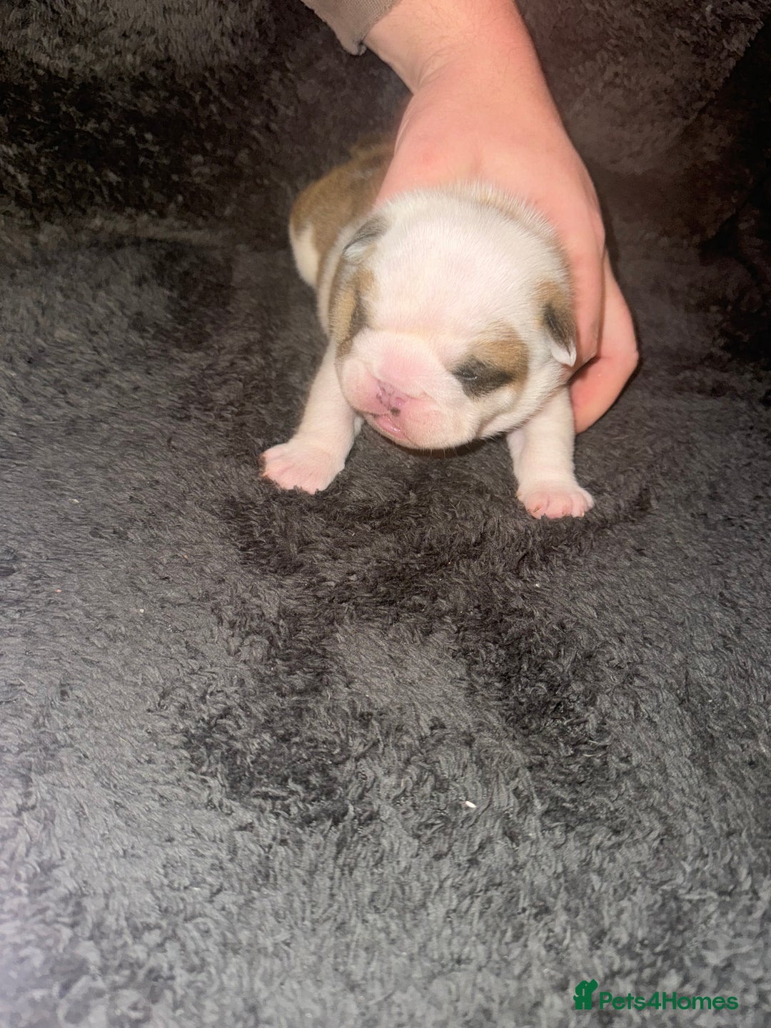 English Bulldog dogs for sale: Stunning English bulldog puppies  - Advert 14