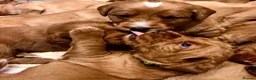 Labradoodle dogs for sale: keiras red fox miniature labradoodles  - Advert 25
