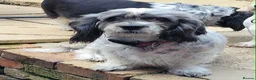 Mixed Breed dogs for sale: 12 week old girl - Advert 6