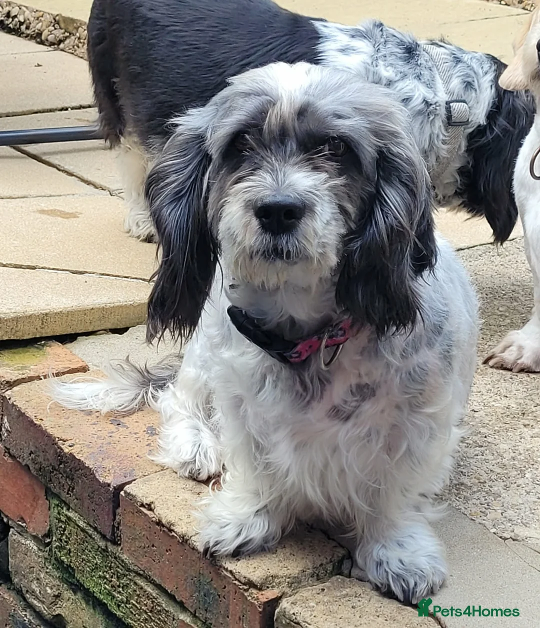 Mixed Breed dogs for sale: 12 week old girl - Advert 6
