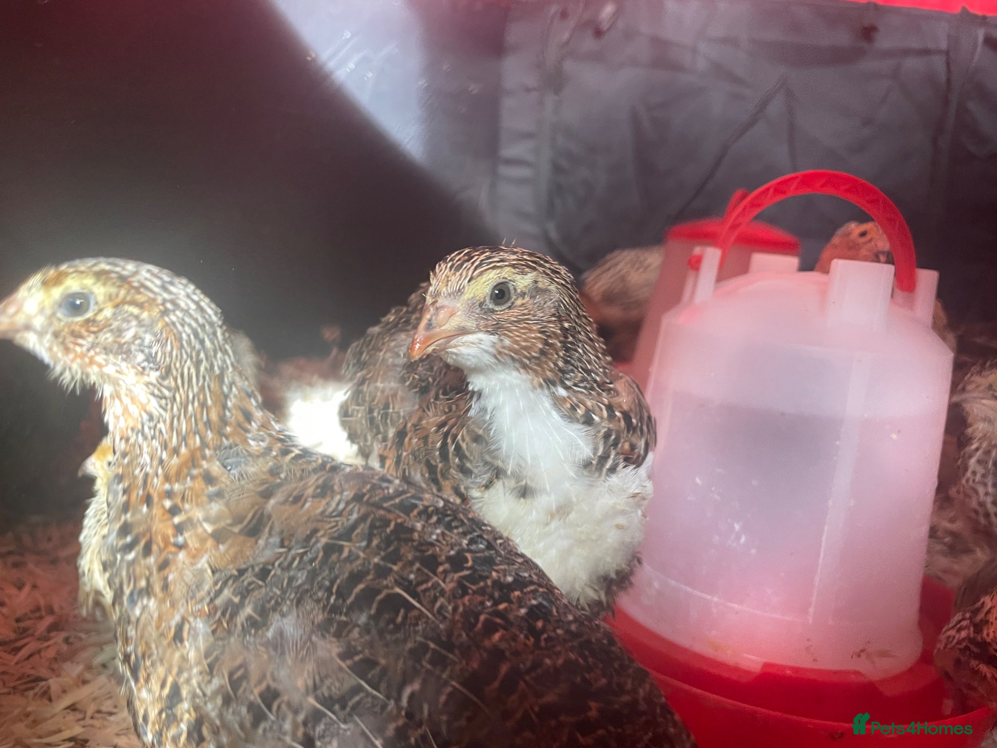 Quail poultry Japanese coturnix quails for sale!! - Advert 2