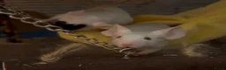 Mouse rodents for sale: Two mice to rehome - neutered boy and intact girl. - Advert 9