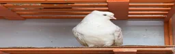 Mixed Breed birds for sale: Quality Pigeons for Sale 🕊️ - Advert 5