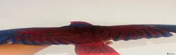 Parrots birds for sale: Hand reared Female Eclectus for sale  - Advert 6