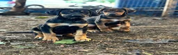 Mixed Breed dogs for sale: * Ready to leave* Doberman x lurcher puppies - Advert 5