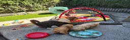 Cockapoo dogs for sale: Beautiful F1 Cockapoo Puppies  - Advert 12
