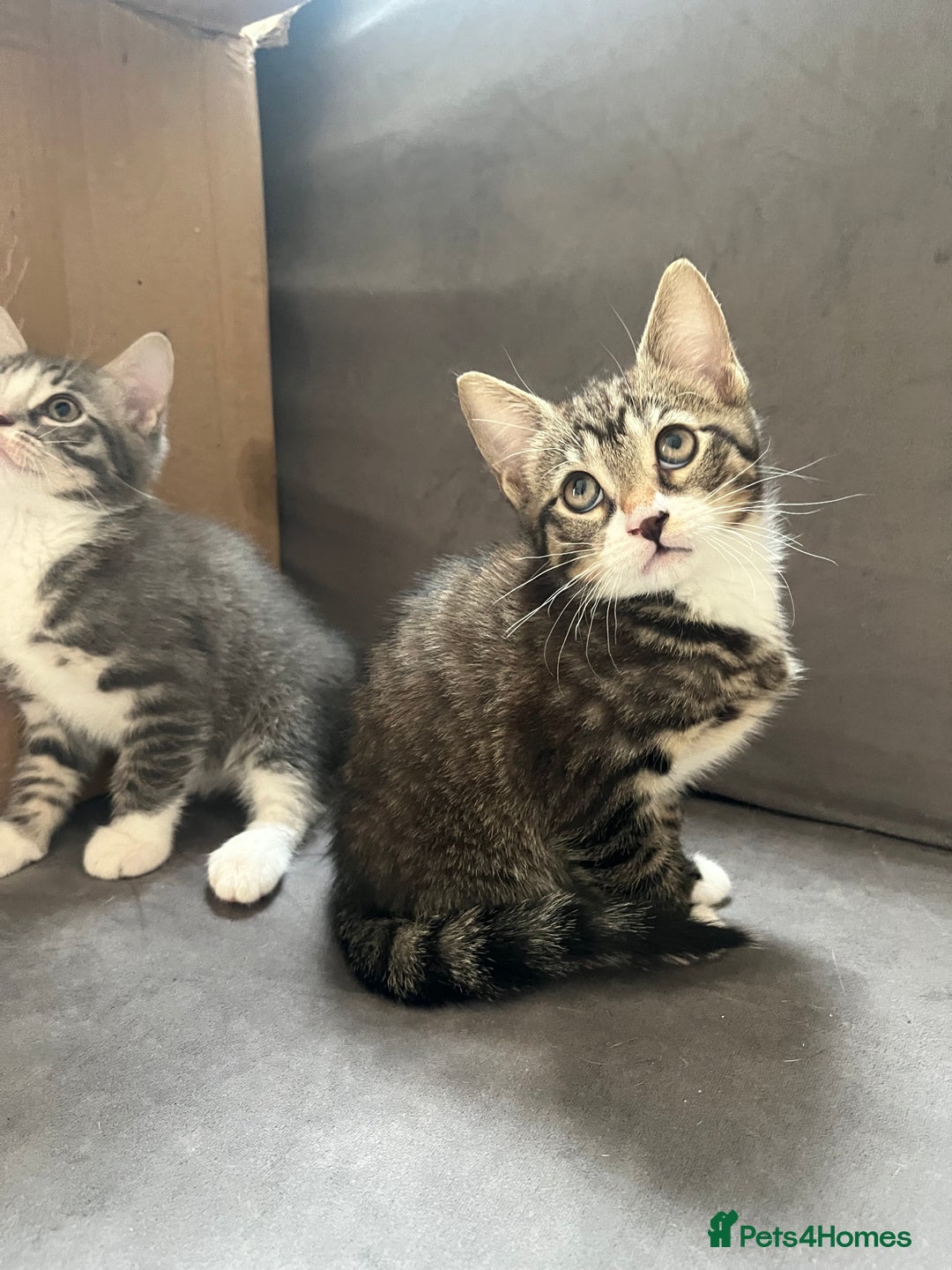 Mixed Breed cats for sale: 1 x Stunning Beautiful Girl Kitten Ready NOW - Image 12