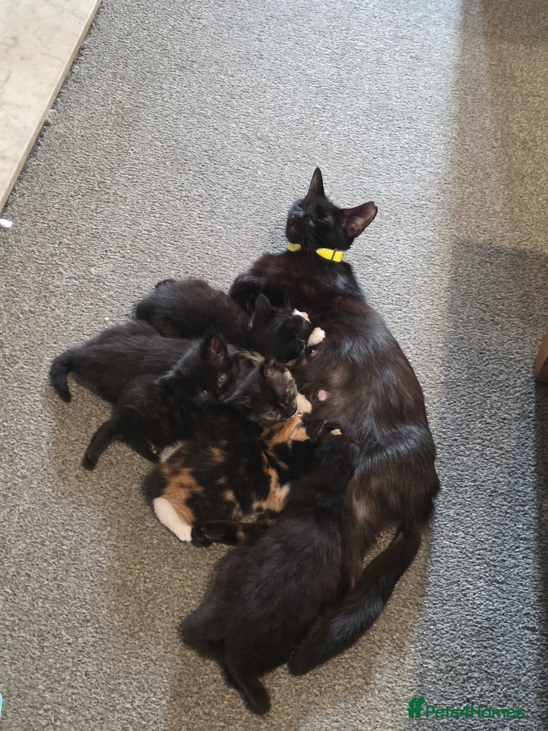 Mixed Breed cats for sale: Black fluffy ball 9 weeks old.  - Advert 2