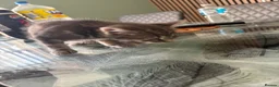British Shorthair cats for sale: Tabby cats - Advert 6