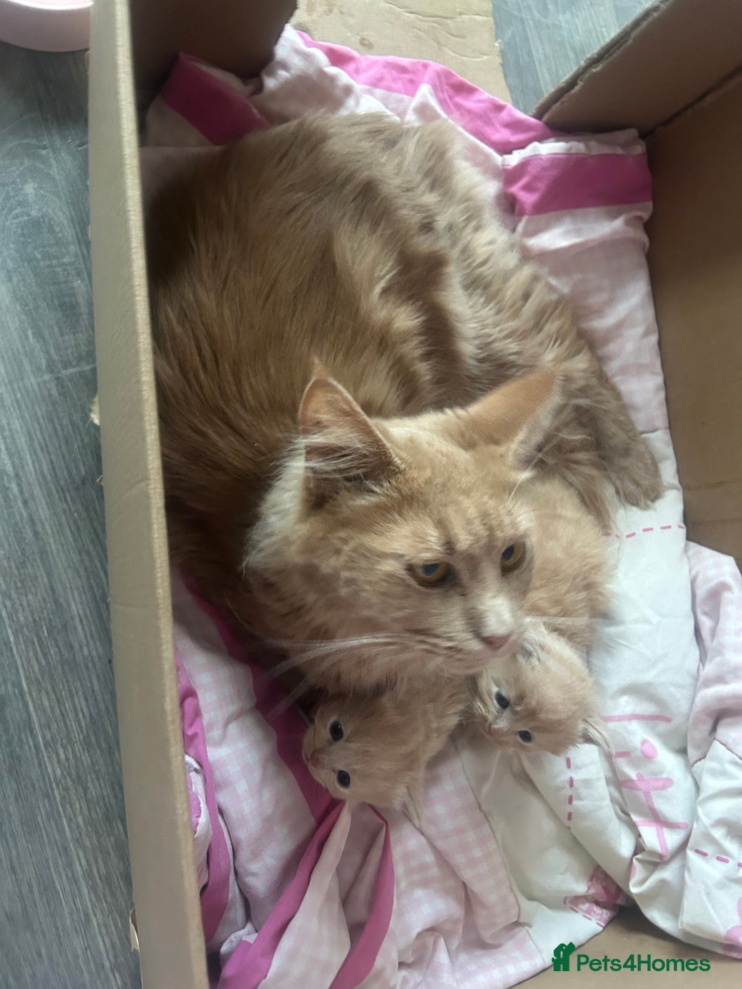 Maine Coon cats for sale: Mainecoon kittens  - Advert 15