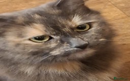 Mixed Breed cats for sale: 4 gorgerous kittens - Image 18