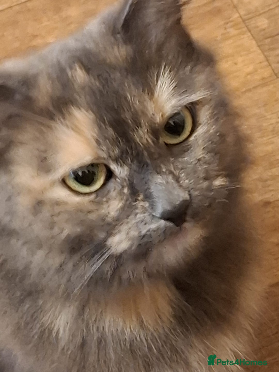 Mixed Breed cats for sale: 4 gorgerous kittens - Image 18