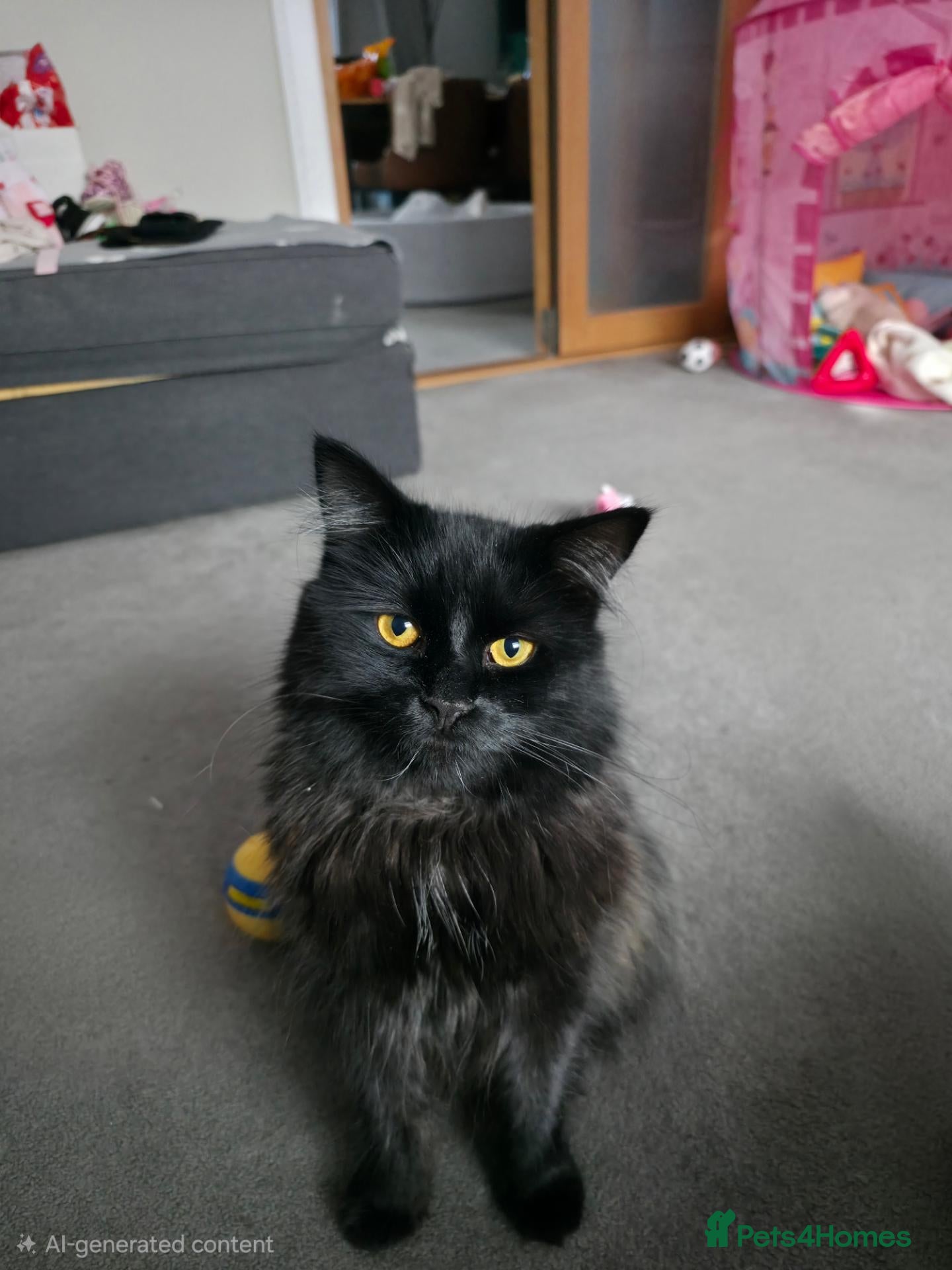 Mixed Breed cats Friendly Male main coon cross  - Advert 2