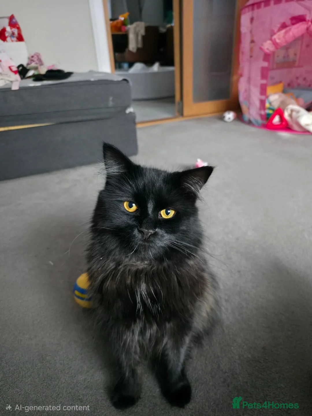 Mixed Breed cats for sale: Friendly Male main coon cross  in Dartford - Advert 1