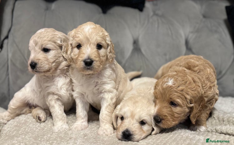 Mini Goldendoodle dogs - Advert 10
