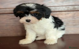Cavapoo dogs for sale: Beautiful purebred Cavapoo Puppies - Image 2