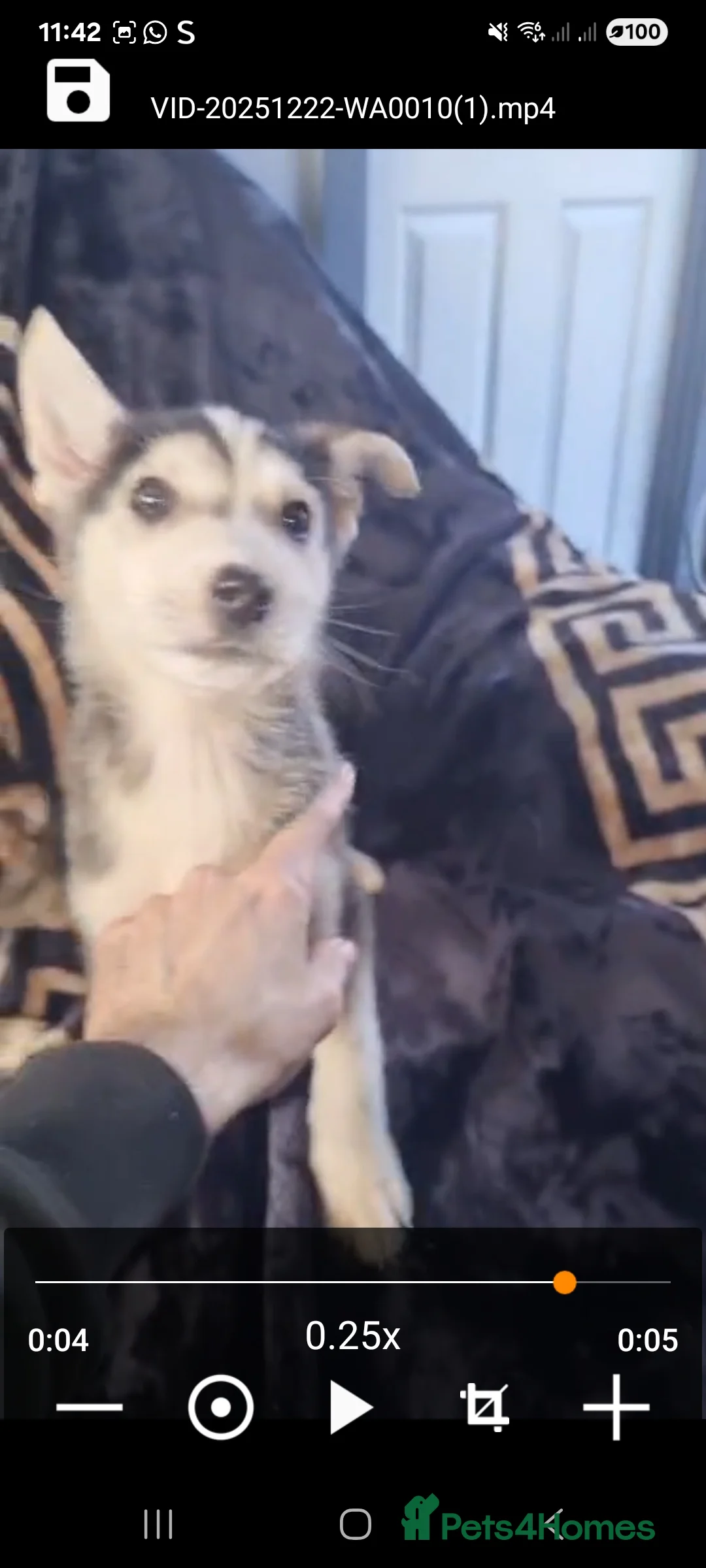 Shepsky dogs for sale: Shepsky puppies  - Advert 3