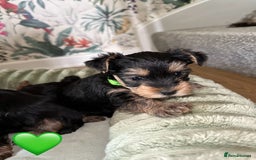 Yorkshire Terrier dogs for sale: Yorkies puppies  - Image 5