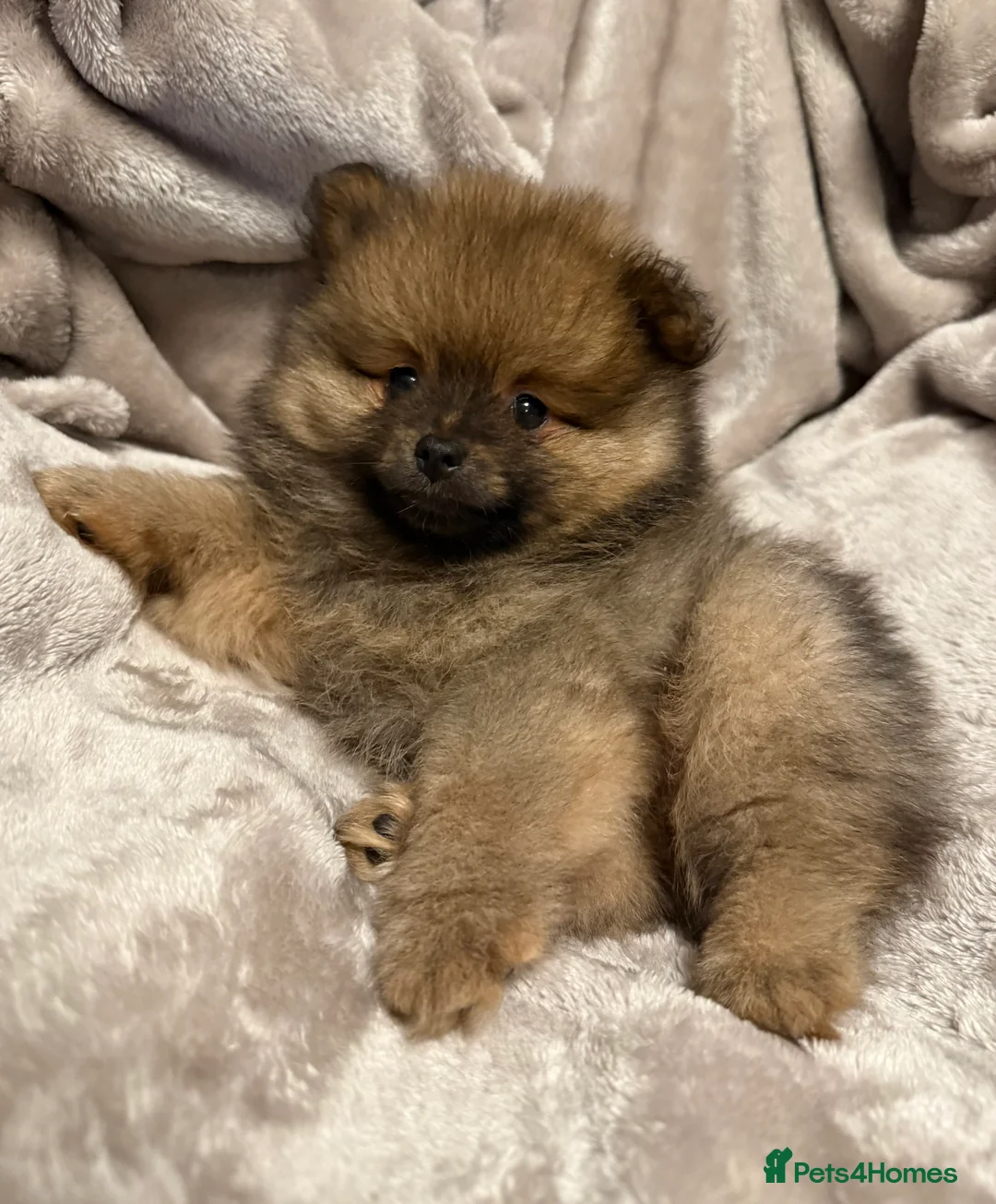 Pomeranian dogs for sale: Fully Vaccinated Orange Sable Boy Pomeranian 💙 - Advert 22
