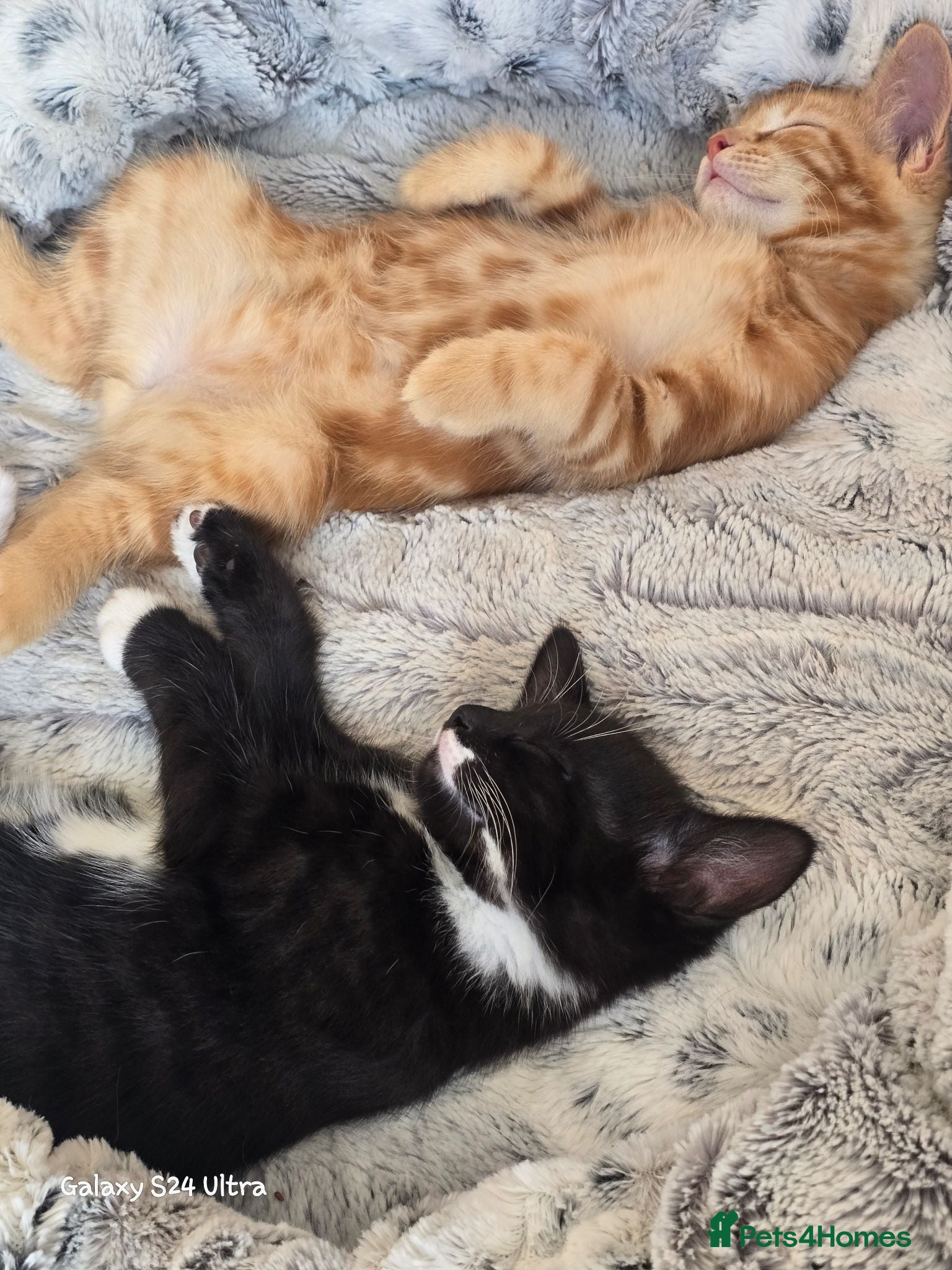 Mixed Breed cats Main coon cross kittens - Advert 2