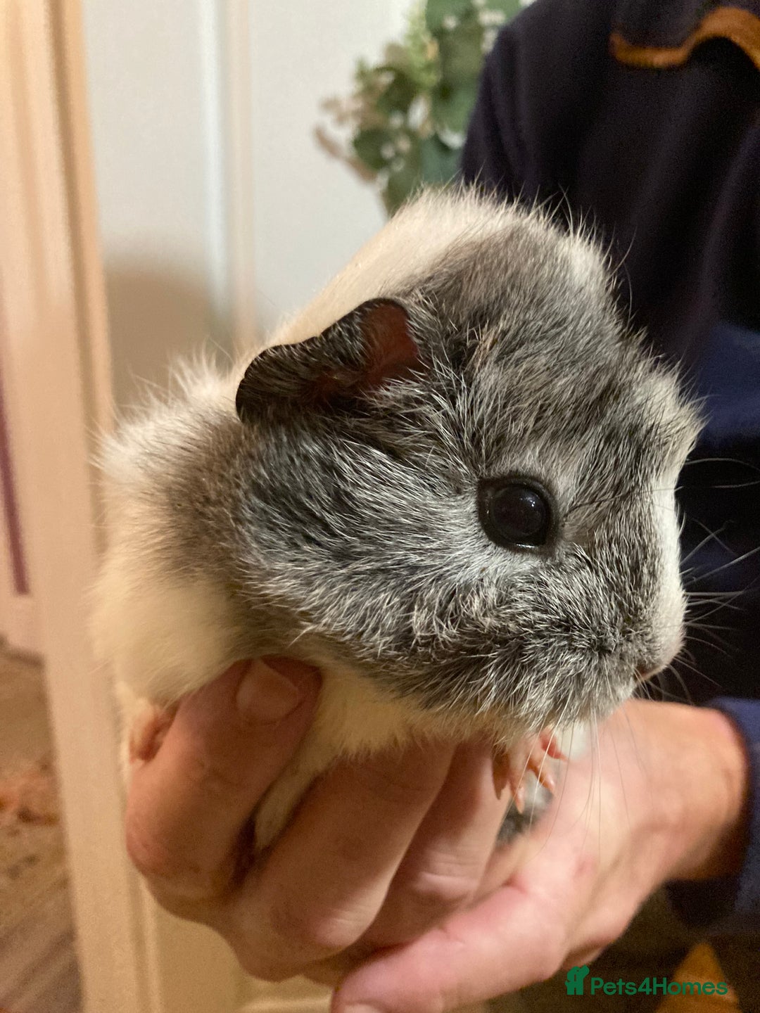 Guinea Pig rodents for sale: 5 gorgeous female Guinea pigs for sale - Advert 11