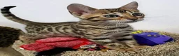 Bengal cats for sale: Clean, Healthy-Looking, and Charming Bengal Kitten in Birmingham - Advert 7