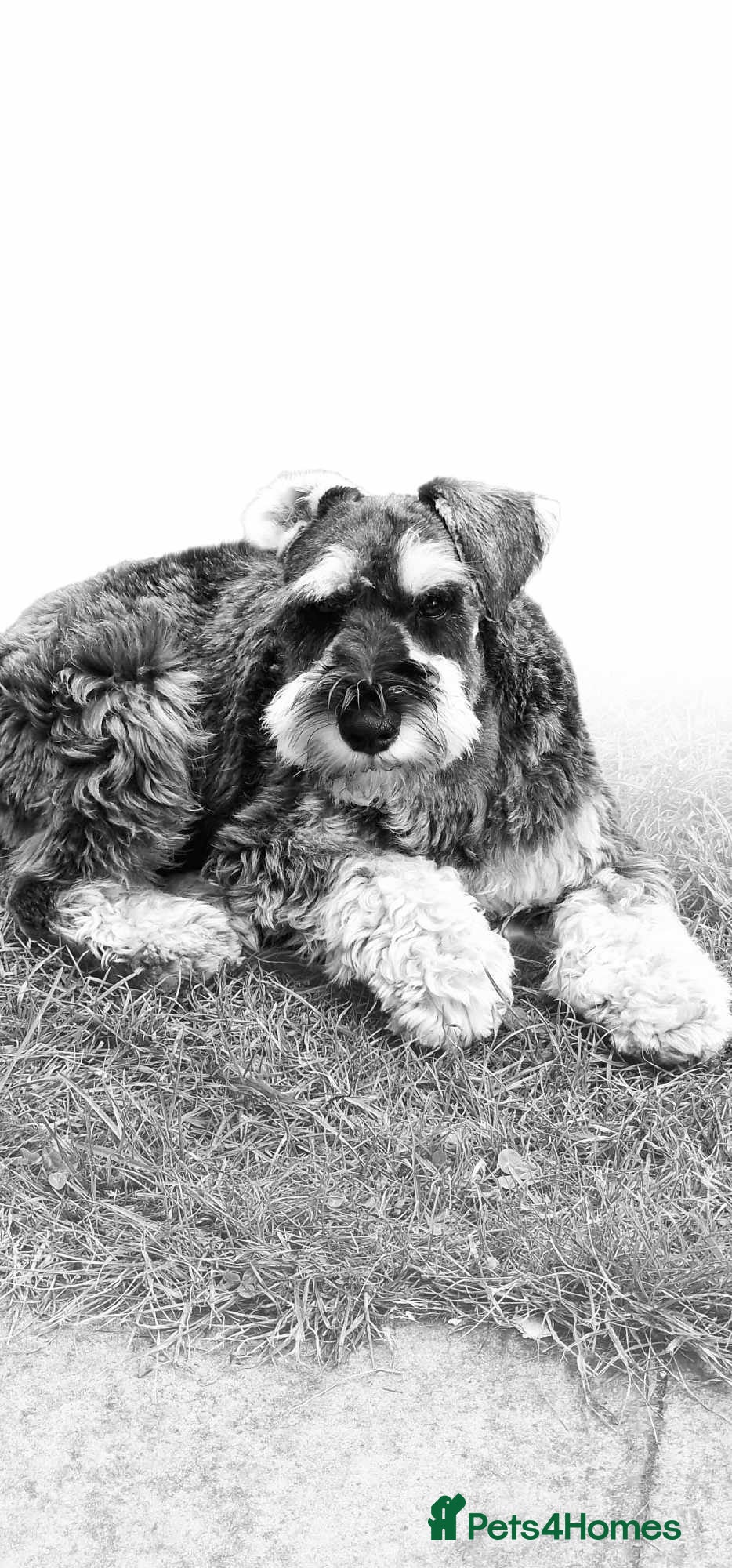 Miniature Schnauzer dogs Miniature schnauzer for stud - Advert 8