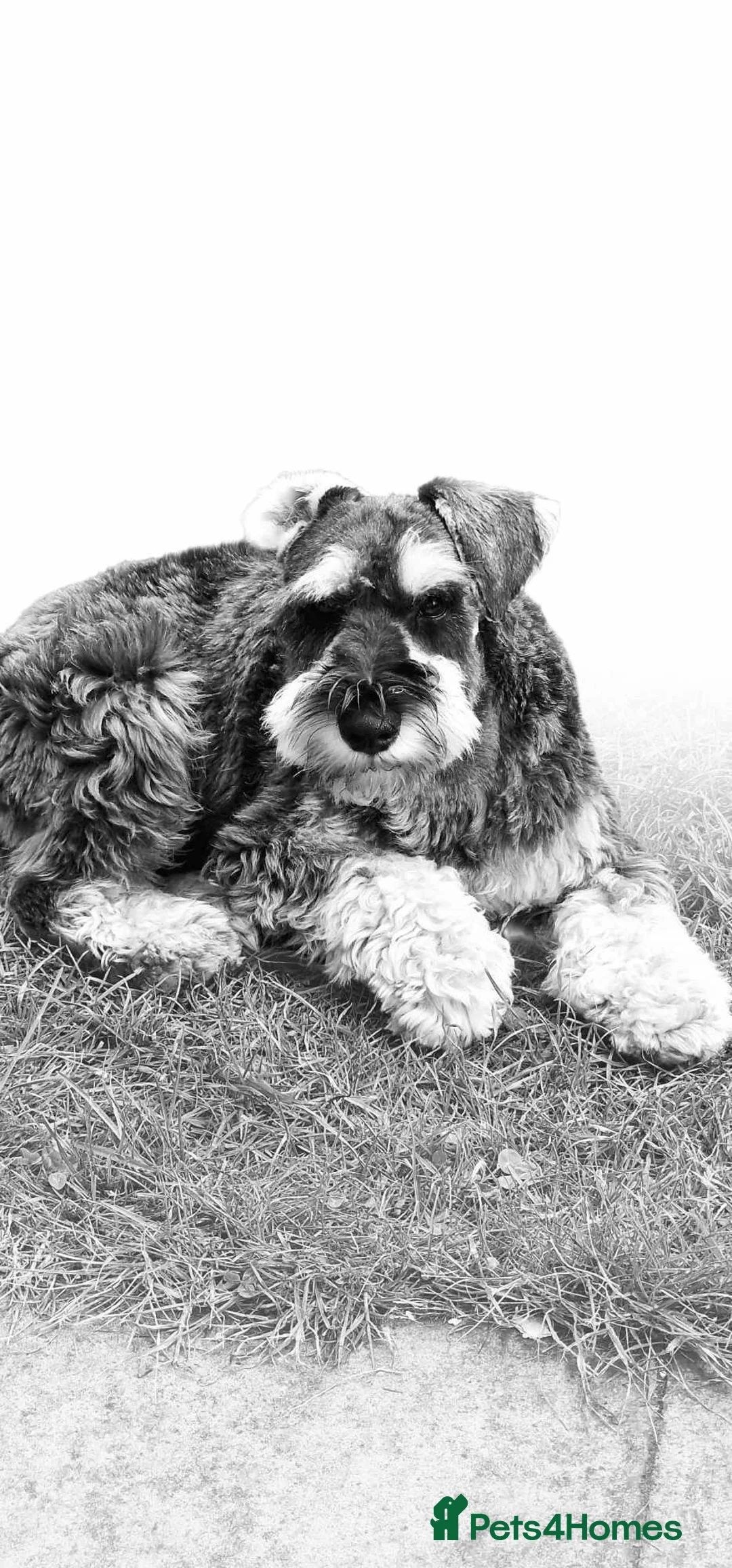 Miniature Schnauzer dogs for stud: Miniature schnauzer for stud - Advert 1