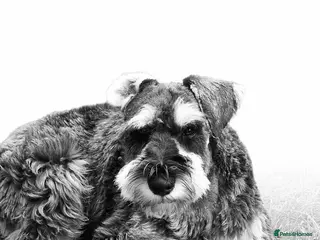 Miniature Schnauzer dogs Miniature schnauzer for stud - Advert 8
