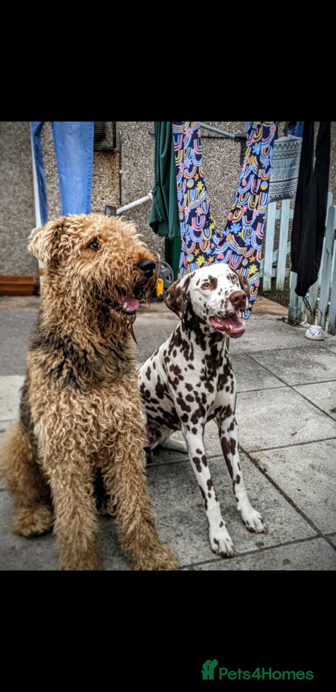 Dalmatian dogs for stud: Dalmatian stud. blue eyed Liver Spot/PROVEN in Bridgend - Advert 9