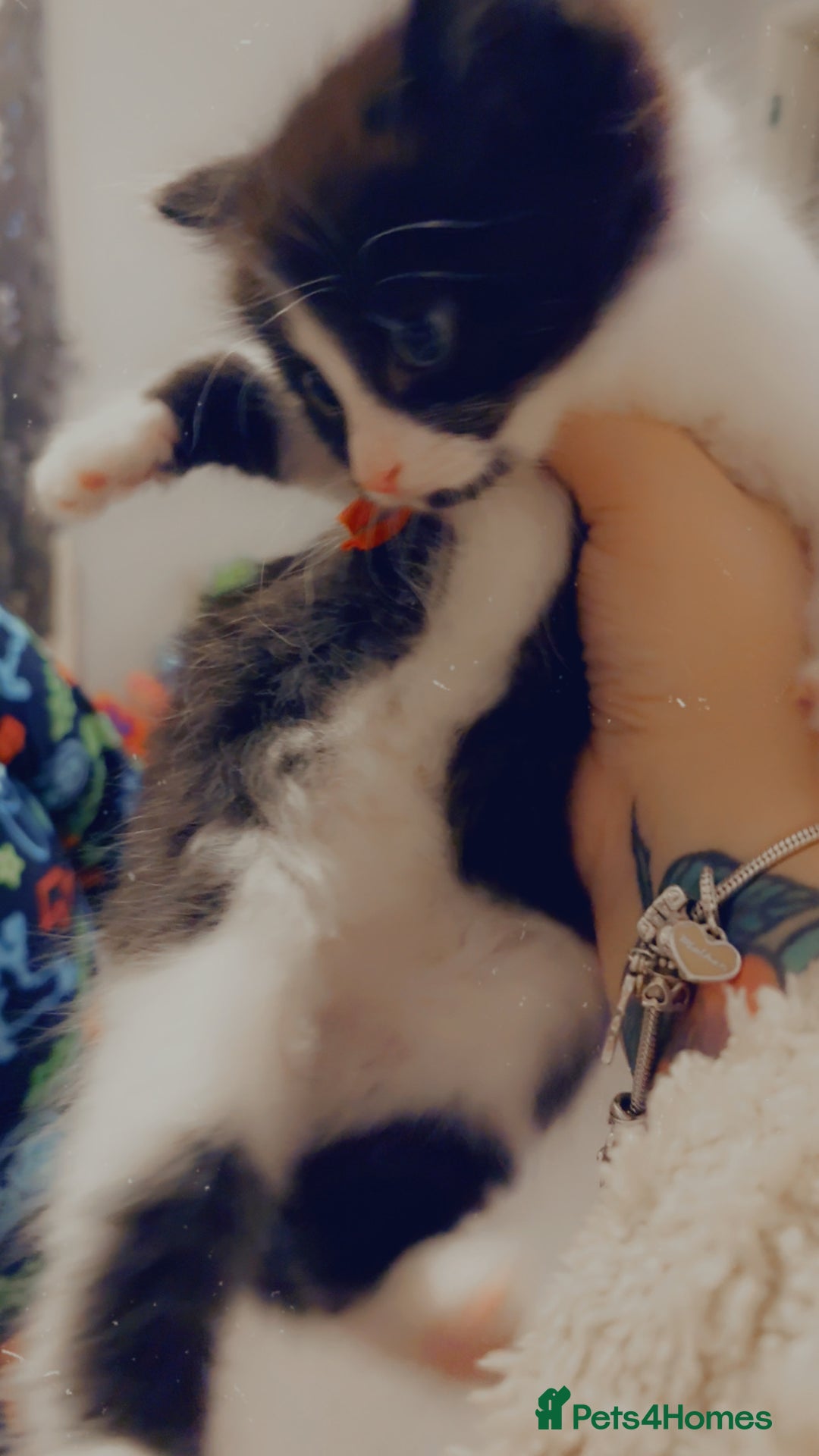 Mixed Breed cats for sale: 4 Beautiful fluffy kittens for sale - Advert 8