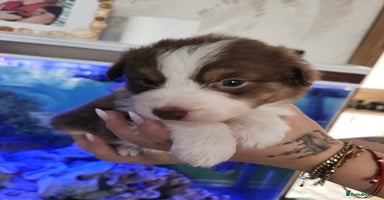 Australian Shepherd dogs - Advert 16