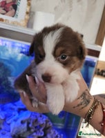 Australian Shepherd dogs - Advert 2