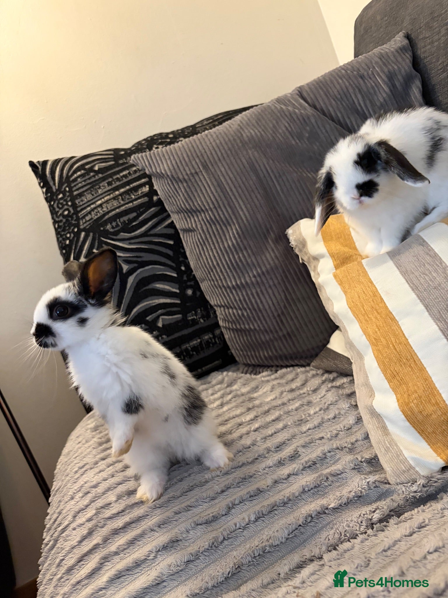 Mixed Breed rabbits 3x MINI LION LOP BUNNIES LEFT - Advert 3
