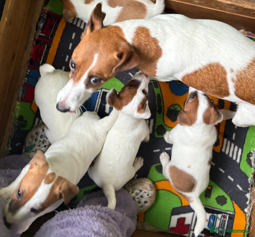Jack Russell dogs for sale: Traditional Jack Russell Puppies for Sale - Advert 17