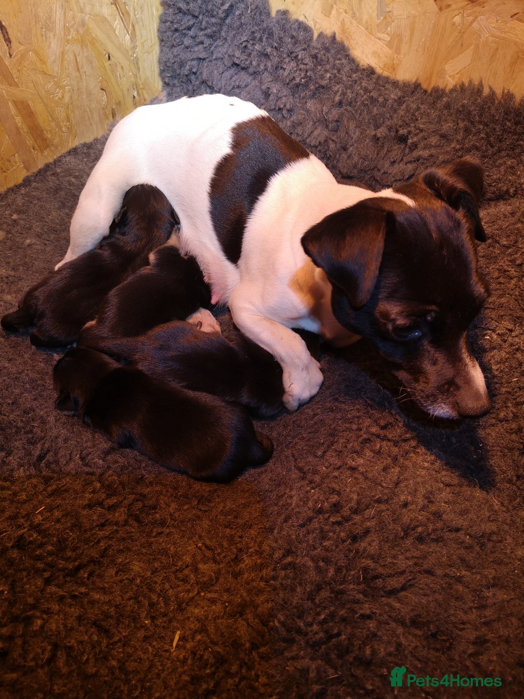 Jack Russell dogs for sale: Minature Jack Russell puppies - Advert 7
