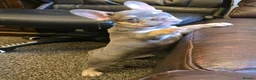 French Bulldog dogs for sale: Probably the best litter of Frenchies in the UK - Advert 6